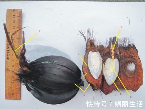 又一外来物种,国内被吃成保护植物,想吃只能出国去吃了!