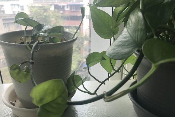 绿萝剁八段，埋土里就发芽，10天长出一茬苗