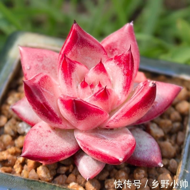 萌萌哒多肉已在渐渐苏醒,状态简直美翻了,看看你养了几种