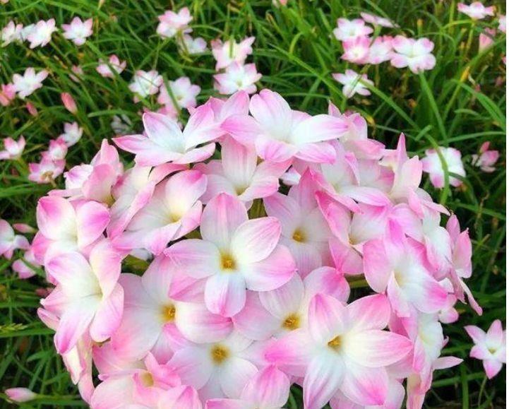 养花|养花就养个花期长的,浇点水晒晒太阳就疯长,对待新手超友好