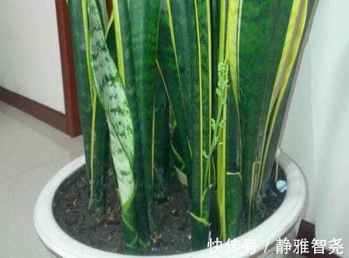 室内放绿萝、吊兰净化空气除臭味早过时了，现在更盛行虎皮兰