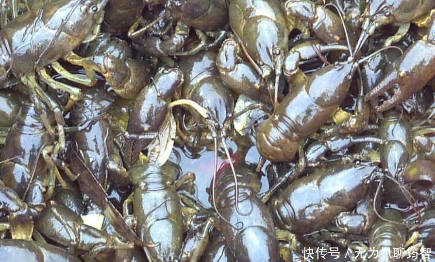 地区|此物长的极像小龙虾,却是宫廷贡品,清朝皇帝一年也只吃得上一次