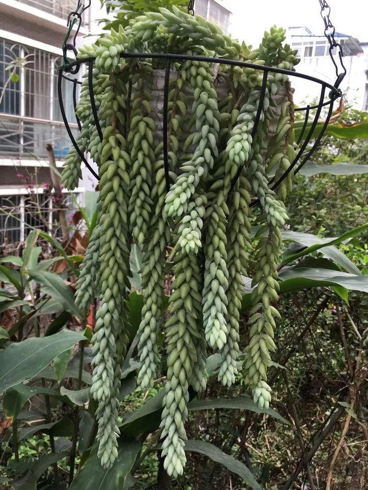 养多肉会上瘾，3年养了500多盆，既美化了环境又愉悦了心境！