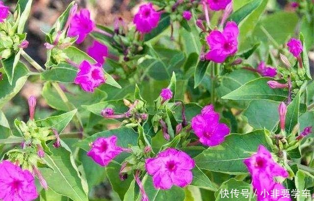 这3种花大家都说土,其实它们开花时间最长,花朵最多!