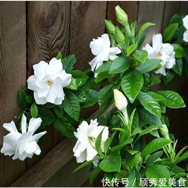 栀子花|美貌花卉,养一盆,香飘满屋,大自然赐予的“天然空气清新剂”