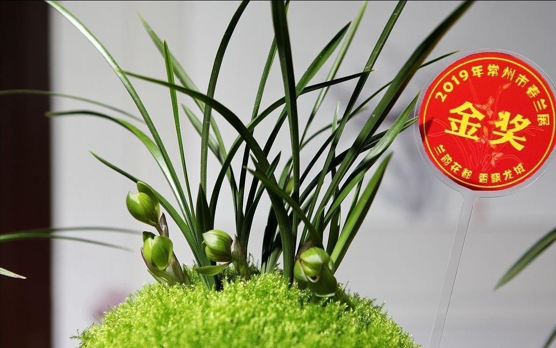 养兰花,3处“细节”做到位,枝叶常青,花香更持久