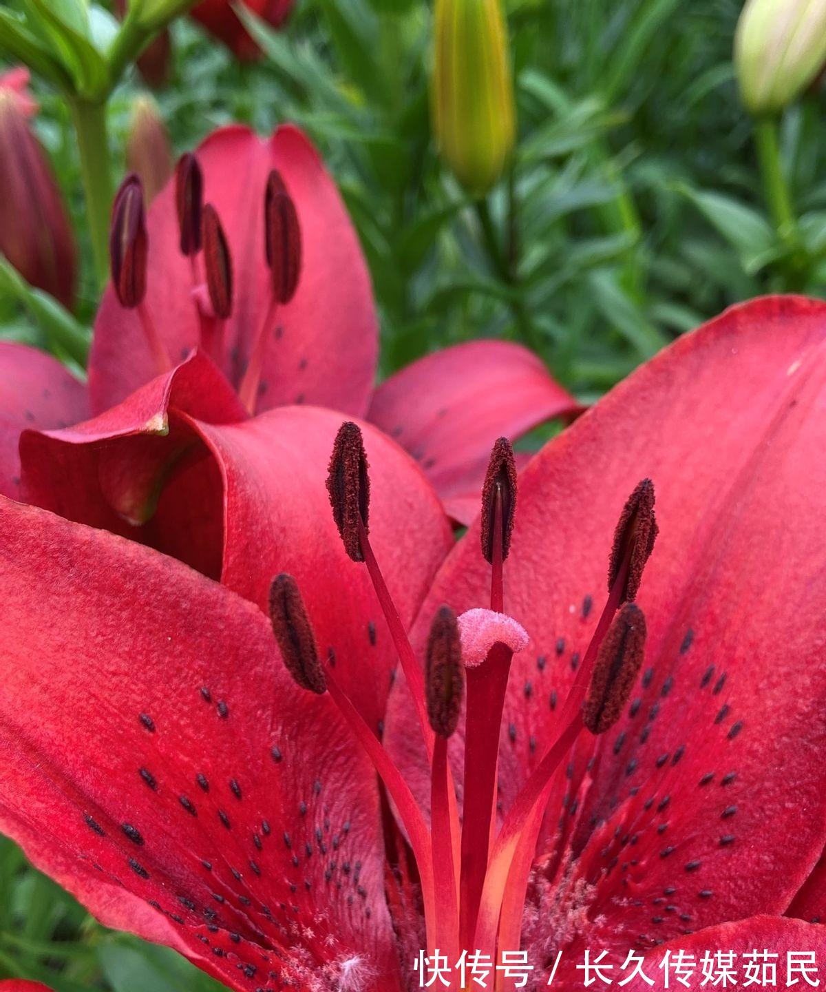 百合花|沈阳沈水湾公园:又美又仙百合花海