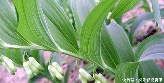 抗衰老|李时珍称它为“气血双补之王”，除风湿，强筋骨，润心肺，抗衰老