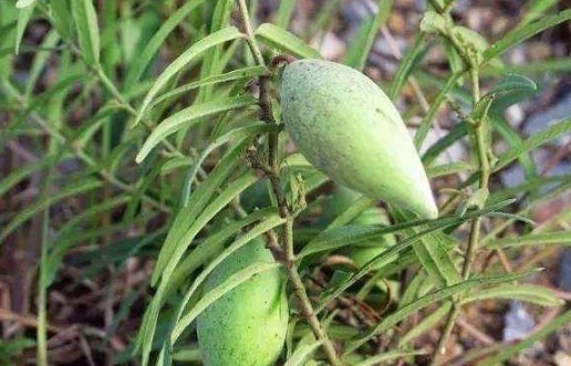 采摘|乡下一种不起眼的野草，竟是中医界的“珍宝”，遇到就采摘回家吧