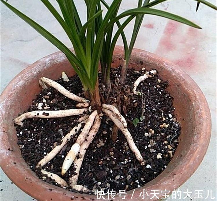 5个兰花浇水小技巧,防根腐,催根壮,简单实用,一学就会