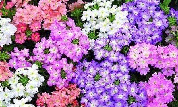 4种花，自带福气好养活，日子红火财运滚滚，好看好养寓意好