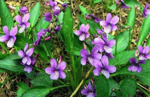 农村|农村一种常见野草,是上好的中药材,田野里遇到别忽视!