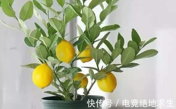 养花试试这几款,花型优美,摆放在客厅里,非常舒畅