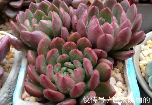 多肉植物|5种多肉,多晒晒就“脸红”,颜值高爱爆盆,是多肉佳品