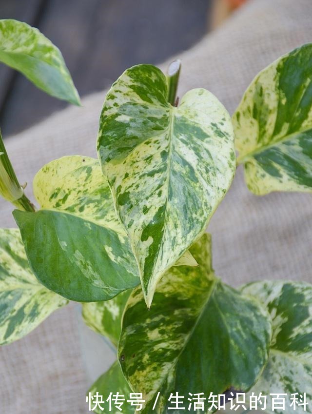 绿萝这样剪一刀,藤蔓数量翻倍,60天长成“绿瀑布”!