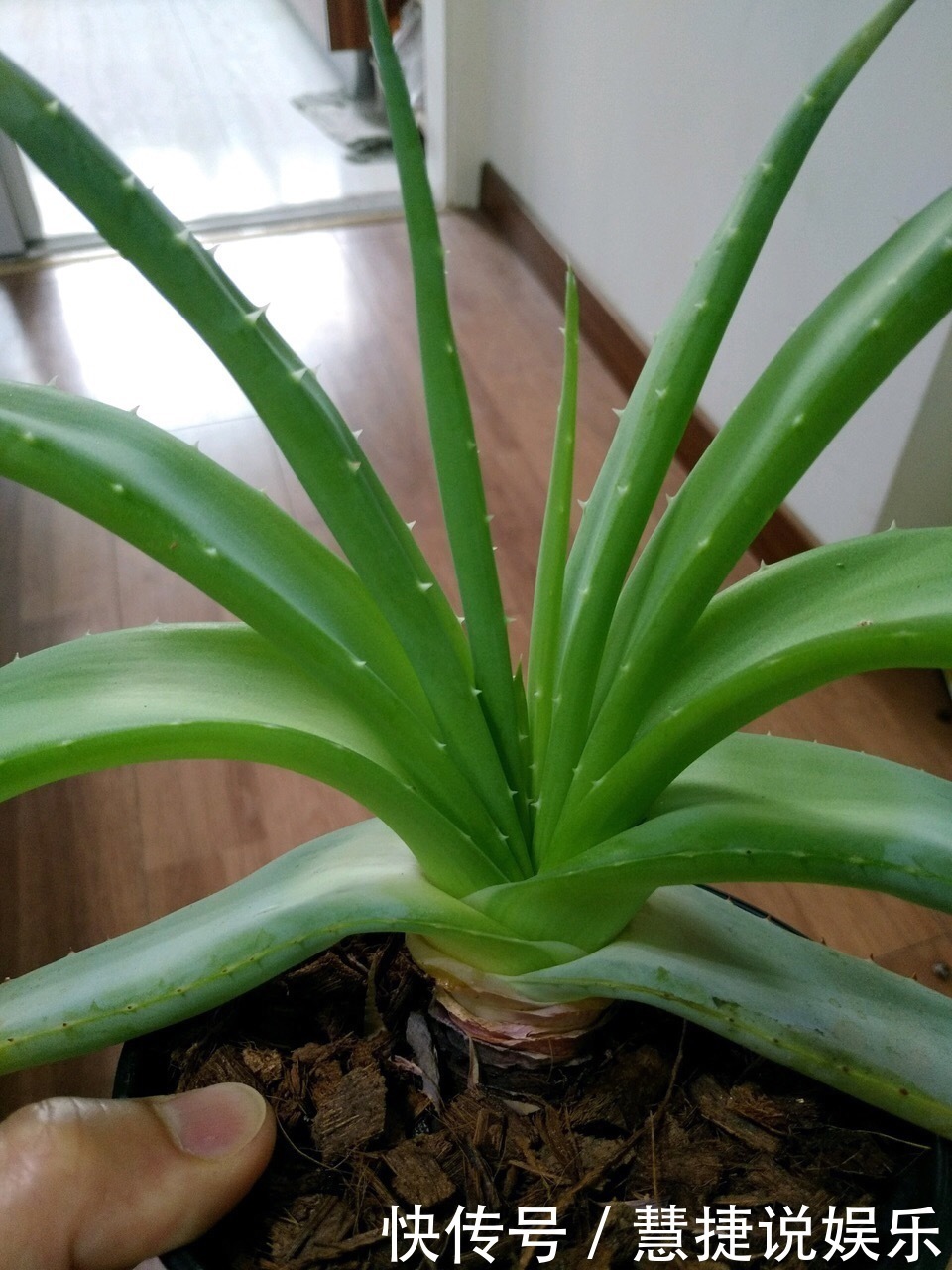 这花10块钱买一盆，养2年变老桩，叶子密、开花旺，每家都有