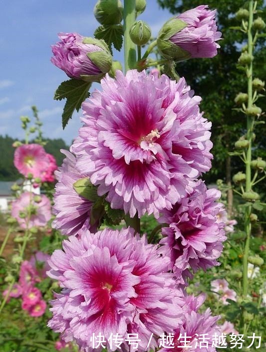 中国产的世界名花，花大色艳，美丽无比，还可盆栽观赏，深受喜爱！