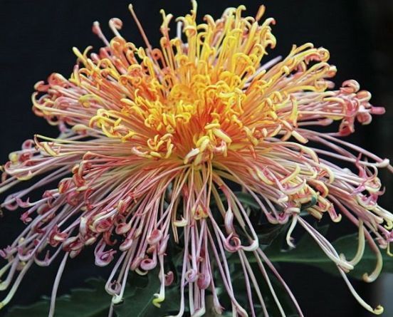 喜欢三角梅,不如养这款珍品“柠檬黄三角梅”,开花爆盆好养活