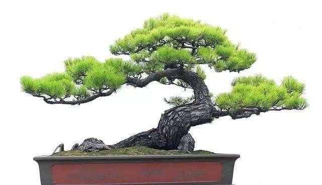 这几种花,再美也不要放屋内,来看看原因吧!