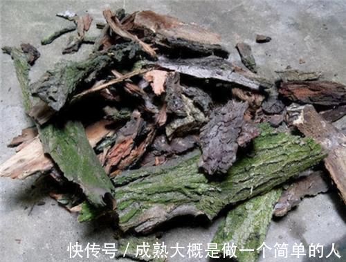 冬天|冬天养虎皮兰,土里埋点“生长素”,一到春天爆新芽