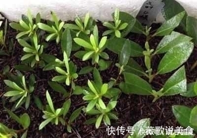 月季|3种花很贵,买不起就不用买,扦插一根枝条,就能开花大半年!