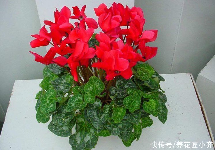 家中常见的这些花，摆放位置很关键，否则花期短，甚至不开花