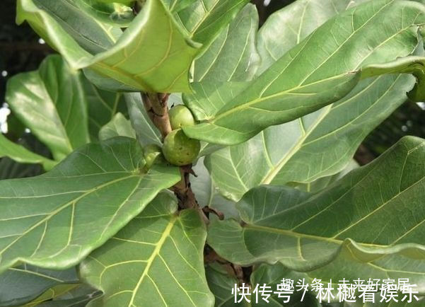 喜欢牡丹,不如试试“精品玫瑰”黑魔术,花开色如黑墨,高贵典雅