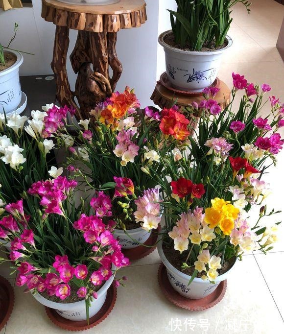 比绿萝还好养,比月季开花漂亮,不是兰花胜似兰,养一盆开几十年