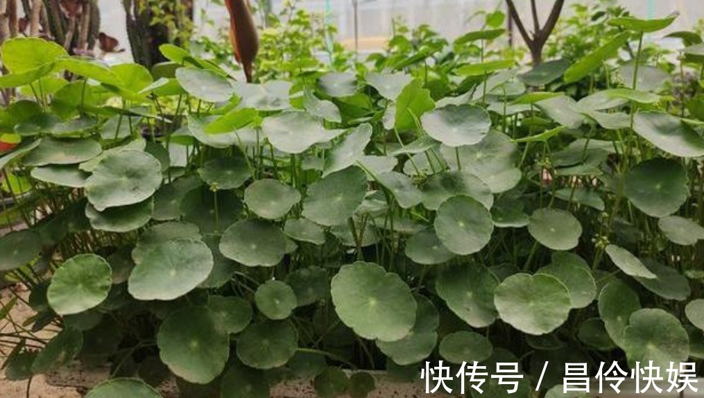 铜钱草生长“缓慢”,叶子太小用“1种水”猛浇,呼呼爆长!