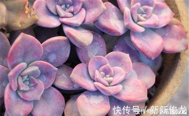 多肉中的潜力股,比吊兰好养,比玫瑰漂亮3招养成绚丽悬崖桩