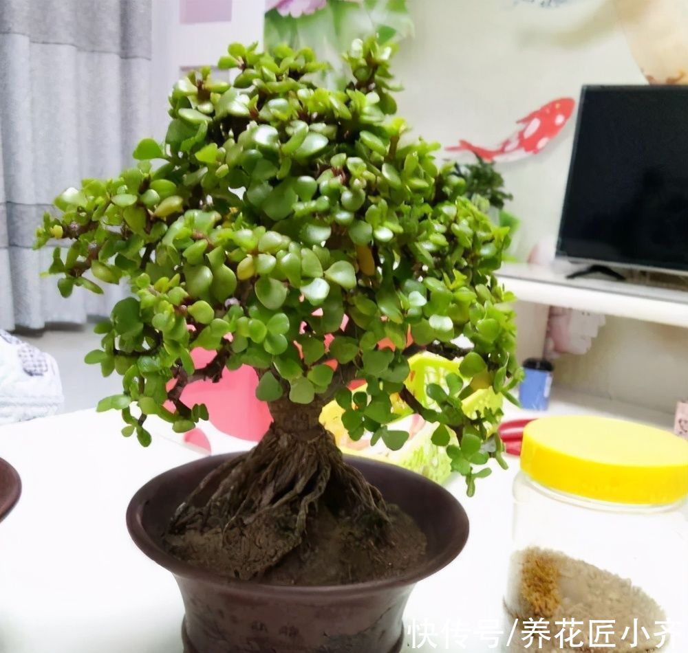 太阳花|金枝玉叶夏季有“四怕”，养好了枝繁叶茂，养不好哗哗掉叶子