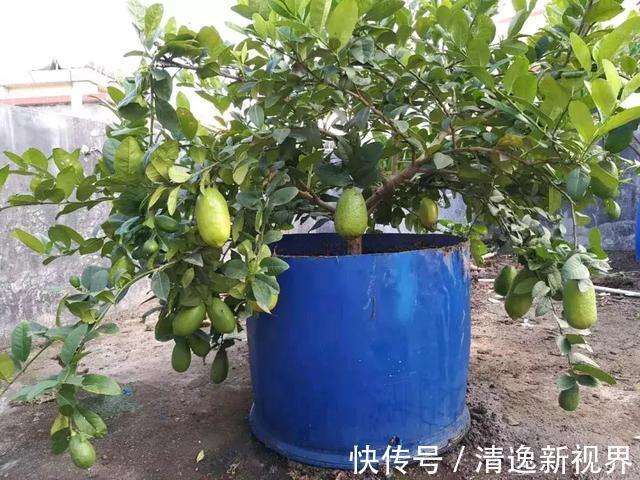 阳台种水果,行家都选4种,简单好养活,爱长果子,边摘边吃!