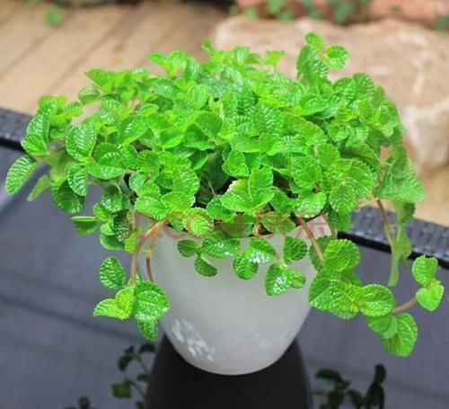 叶子|蚊虫最不喜欢这种花，家里养一盆，蚊虫不进门，我就养了3盆！