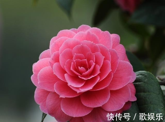 院子养花，很适合养一盆“名贵之花”茶花，花形优雅，美艳绝伦
