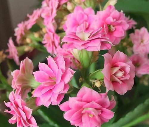 枝条|长寿花枝条变软,剪1刀,浇点这种水,过年就开花