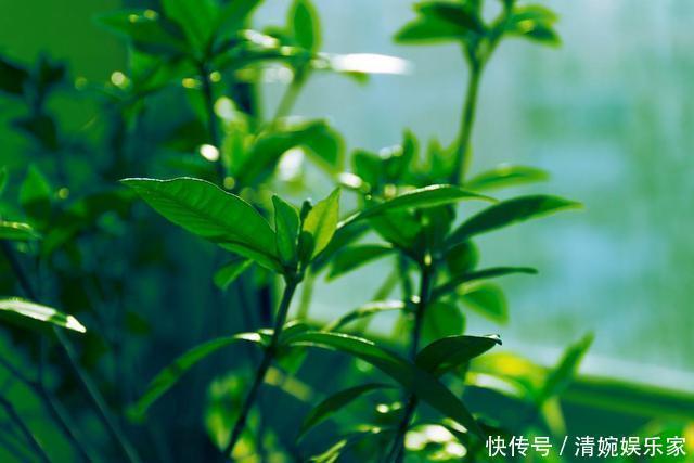 这东西|这东西不难找,栀子扦插有“它”相助,谁也会操作