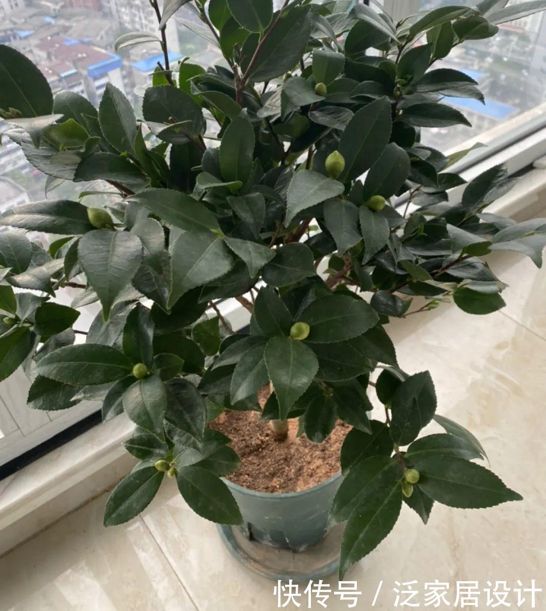 养花技巧:冬天最娇气的9种花,不要随便买,养不活浪费钱