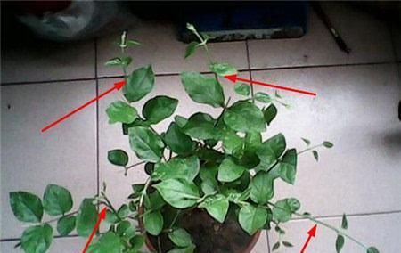  修剪|需要冬剪的4种花，下手要分轻重，不然熬不过冬