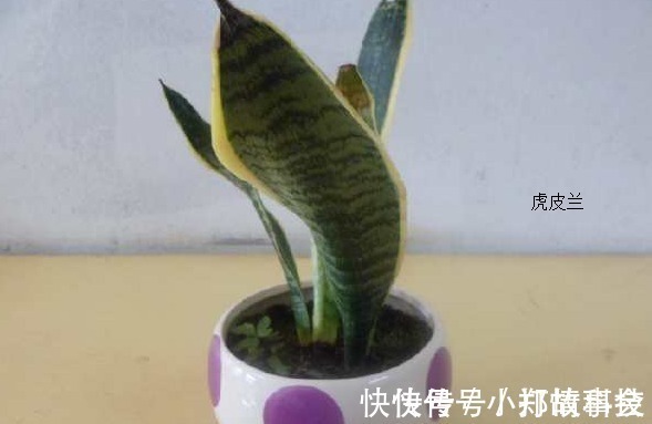 虎皮兰这样养护,叶子绿油油,再也不会黄叶,邻居羡慕极了