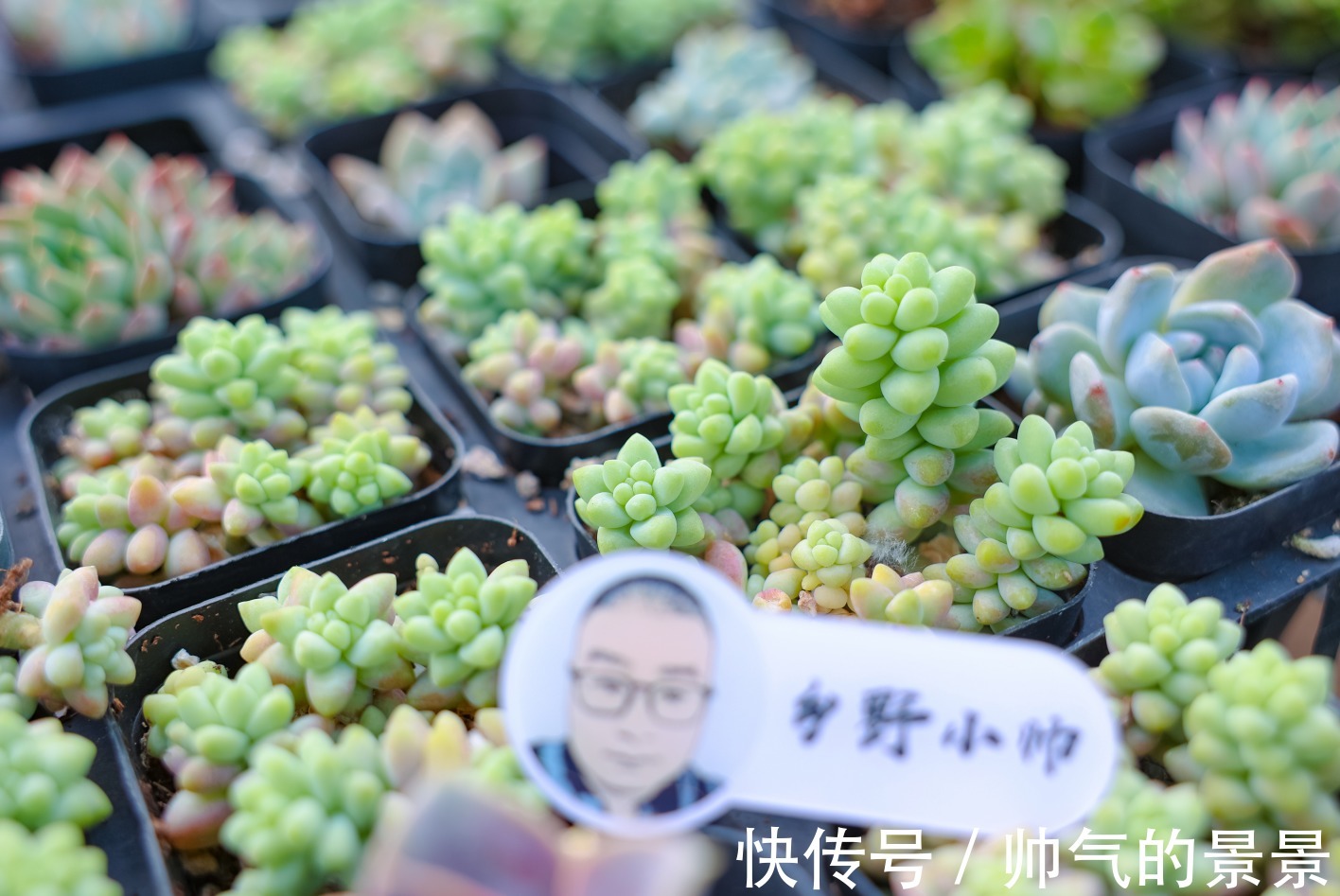 根系|多肉出现这几种情况,需要重新修根上盆,肉友们注意了