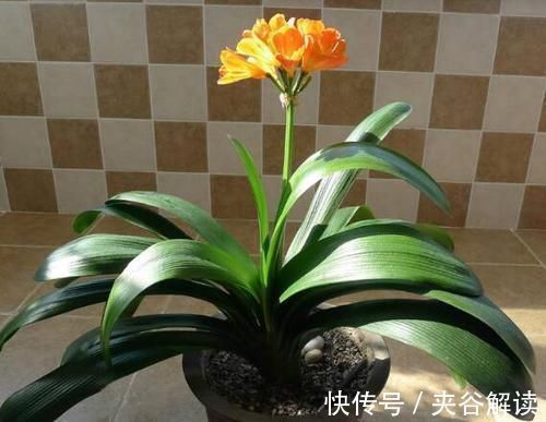 如盘|君子兰怕“3高”,怪不得一直不开花,避开后花开大如盘