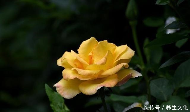 月季花被“蚜虫”包围，喷点“特效”水，来点养花肥，1个月解决！