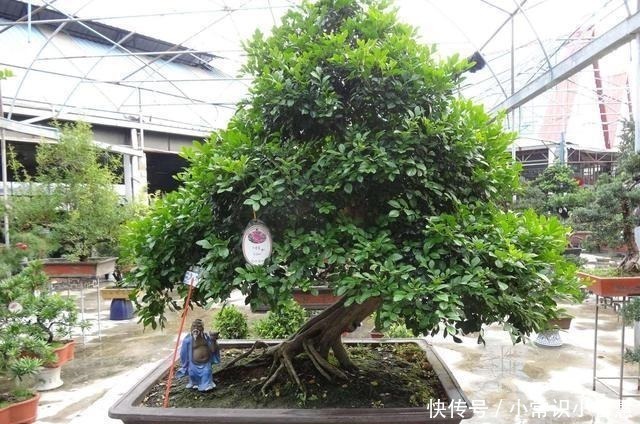 花香|少抽两包烟,此花也要栽2株,花香不输给桂花,好养又好看!