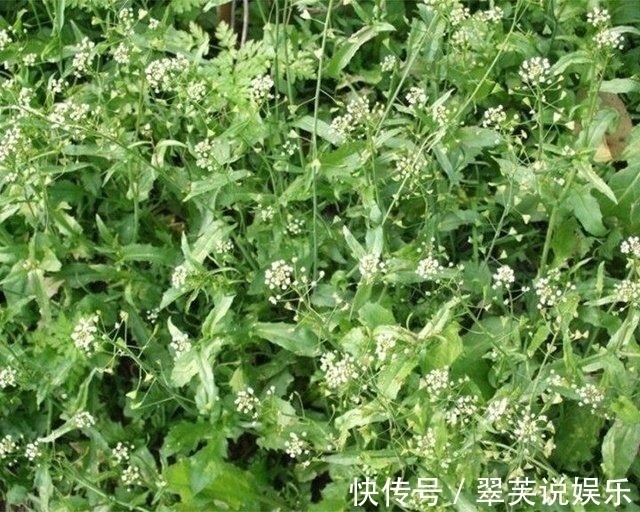 蕨菜|农村人吃到不想吃的这几种菜,城里人根本买不到,尤其是最后一种