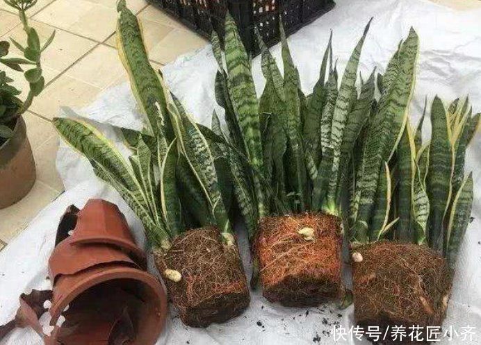 栽培|喜欢养虎皮兰,教你3种虎皮兰繁殖方法,学会一种就能变“大户”