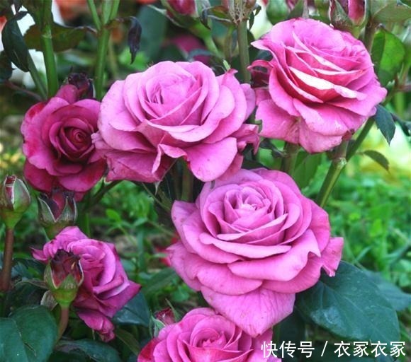 6种“网红”月季,专为阳台而生,养一盆1年365天都有花赏!