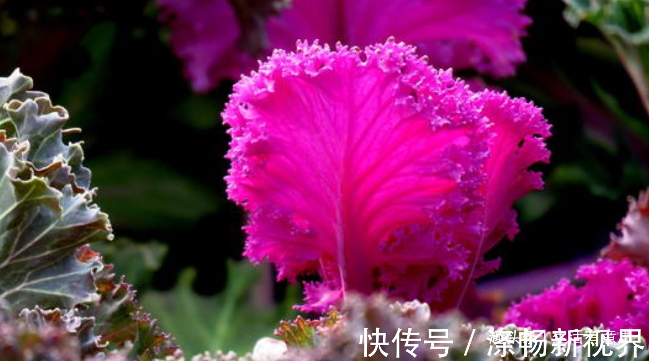 修剪|做梦都想变成花的青菜,梦想成真!逆袭成功变盆栽,教你养护方法