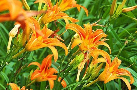 家里养什么试试“它”花语难忘的爱,开花120天,超美