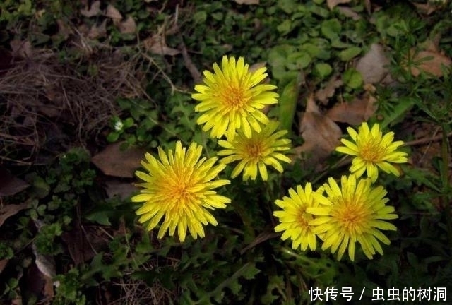 内火旺|农村路边的蒲公英，有3个“不喝”，喝对了胜过吃人参