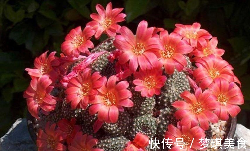 仙人球|俗话说:“勤人养鱼,懒人养花”,这6种花最适合懒人去养